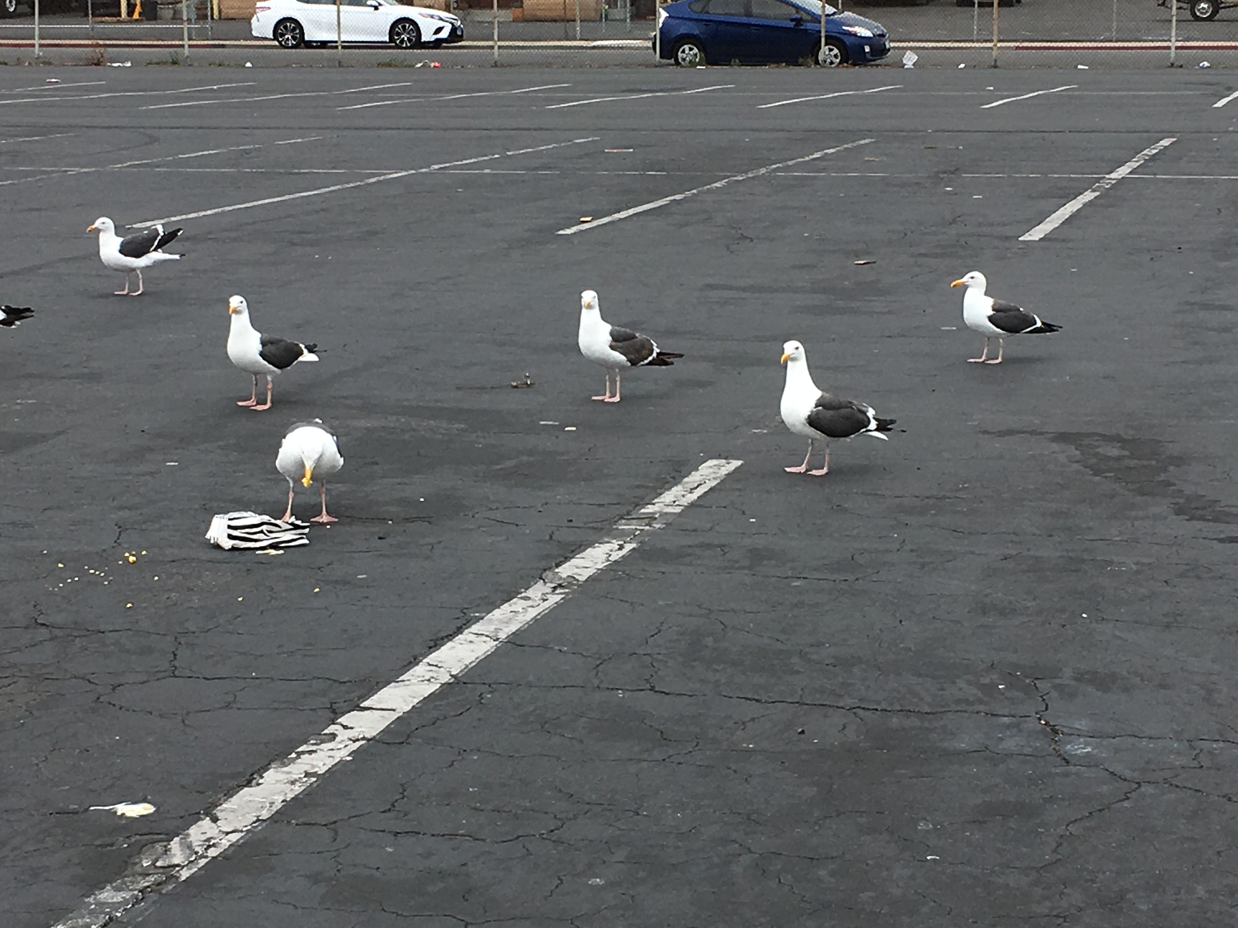 Slideshow Background