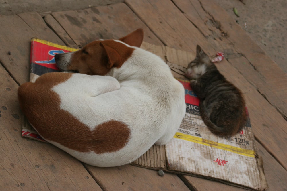 Slideshow Background