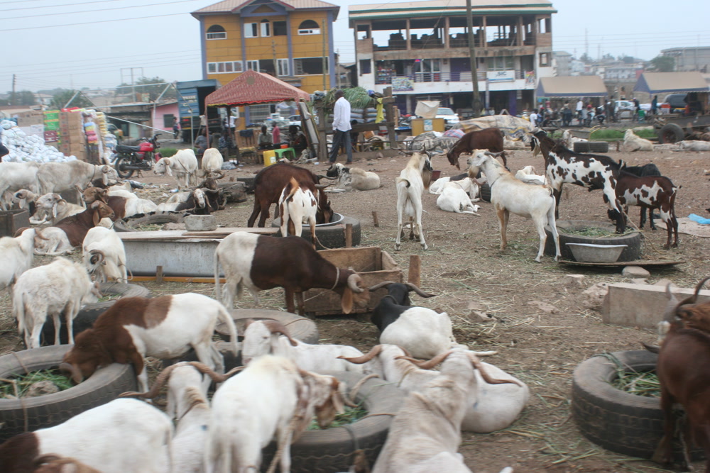 Slideshow Background